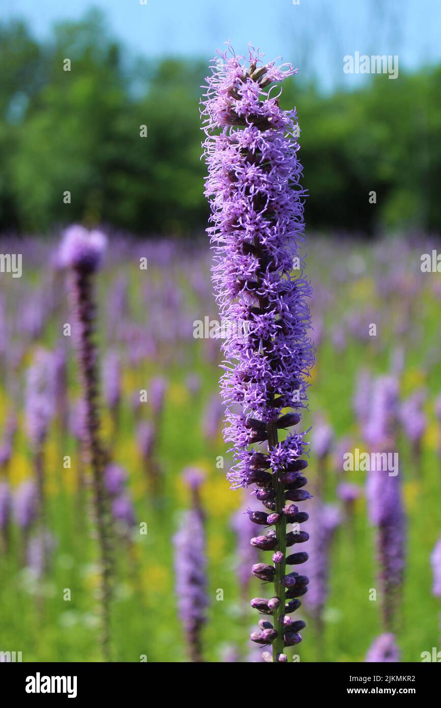 Fleurs sauvages des étoiles flamboyantes des Prairies avec beaucoup en arrière-plan à Camp Pine Woods à des Plaines, Illinois Banque D'Images