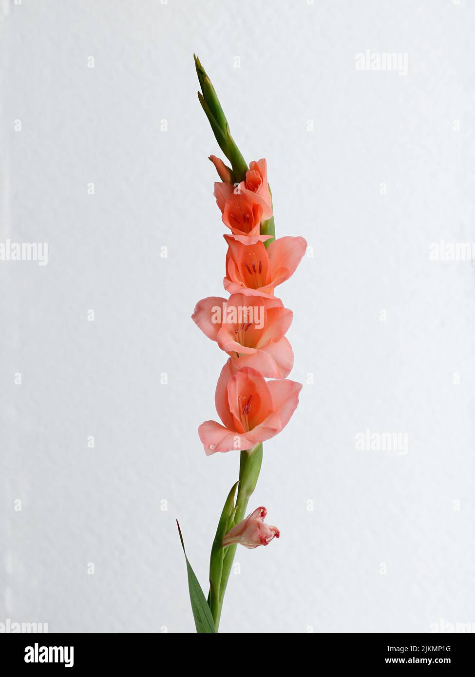 A pink gladiolus flower isolated on a white background Banque D'Images