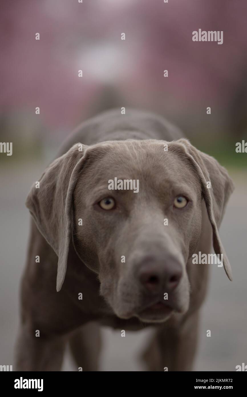 Un gros plan vertical d'un chien Weimaraner avec un accent sur les yeux Banque D'Images