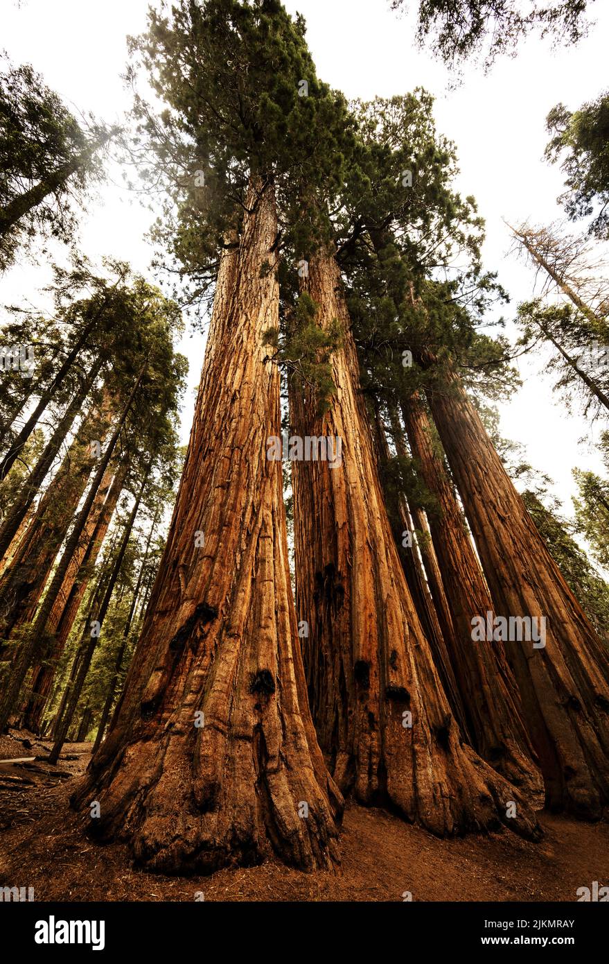 La maison est un groupe de séquoias géants situé près de President dans la forêt géante. En juillet 1922, à la suggestion du chef du ranch Guy Hopping, Sequoia Banque D'Images