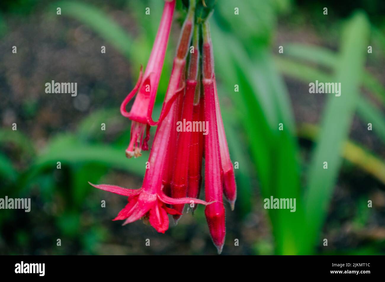 Un gros plan de Fuchsia Boliviana dans les jardins du château de Sintra, Portugal Banque D'Images