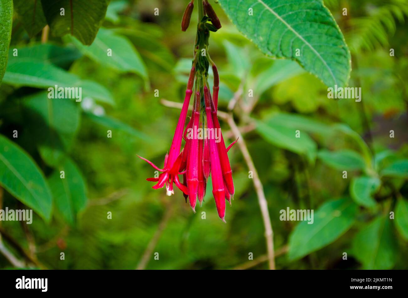 Un gros plan de Fuchsia Boliviana dans les jardins du château de Sintra, Portugal Banque D'Images