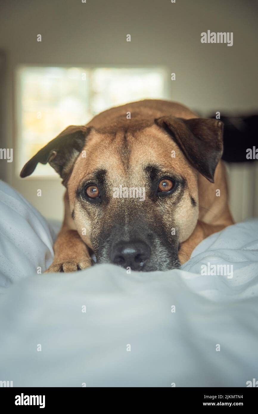 Un cliché vertical d'un chien de Boerboel allongé sur la couverture et regardant avec un visage triste Banque D'Images