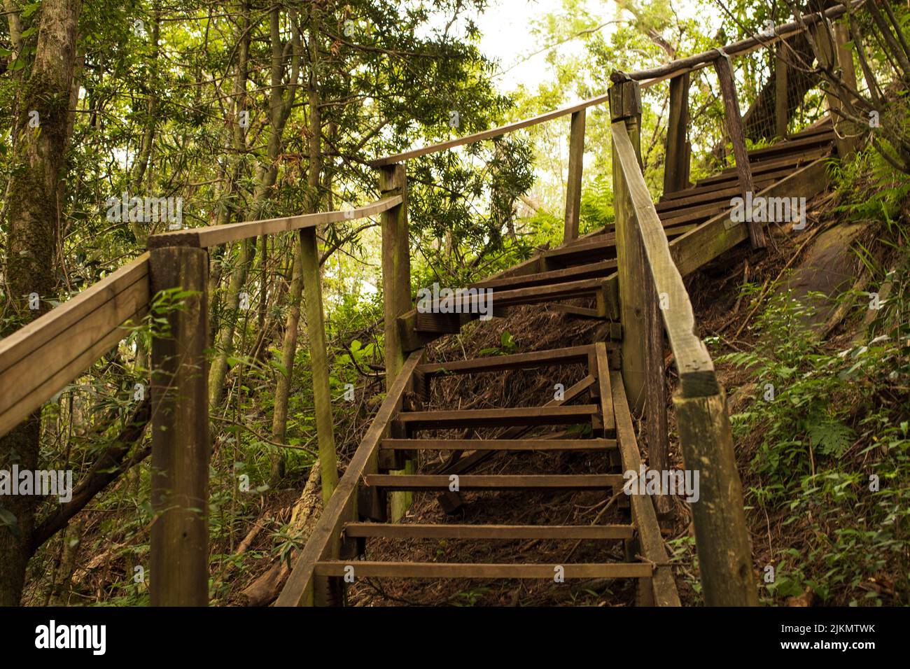 Un vieux escalier en bois au milieu d'une forêt Banque D'Images