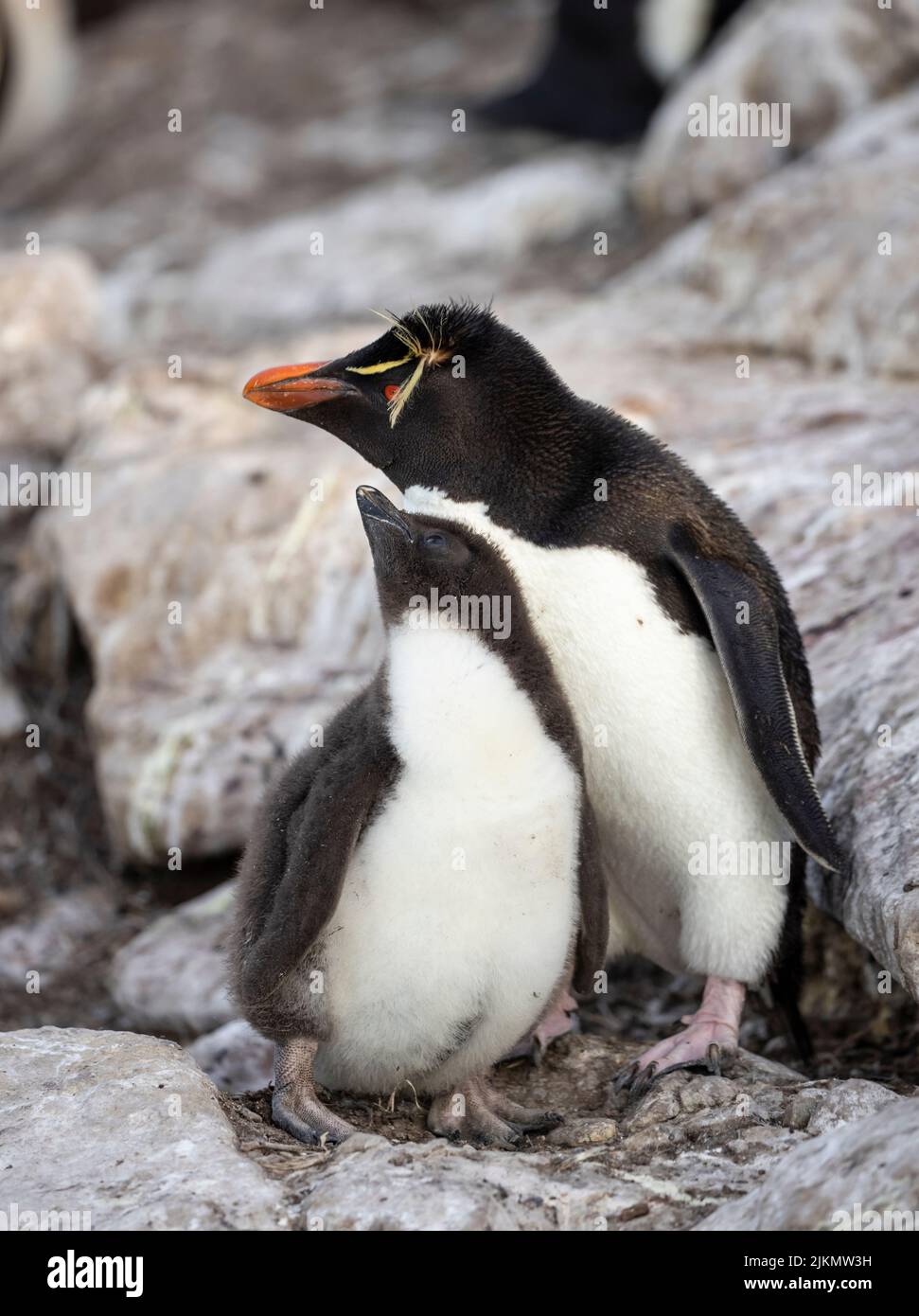 Le pingouin du sud (Eudyptes chrysocome) est un pingouin à crête fougueux. Image prise dans les îles Falkland Banque D'Images