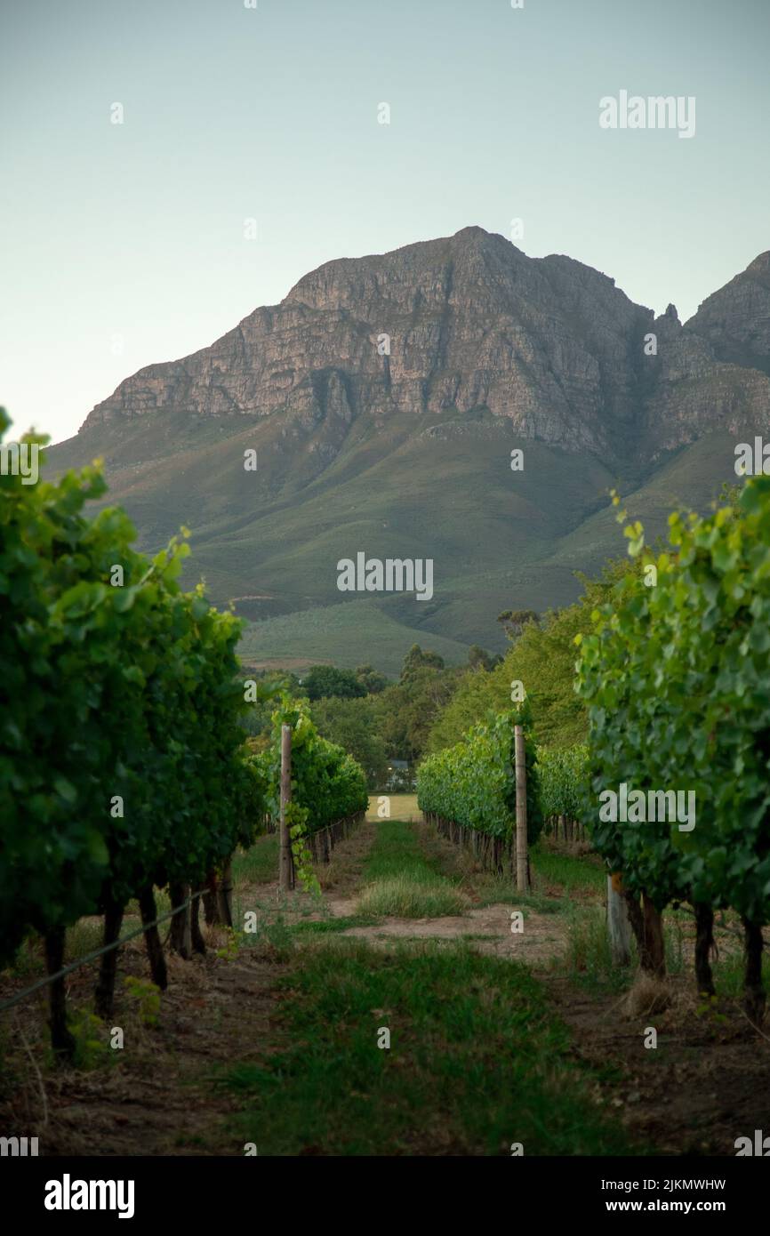 Une belle photo d'un chemin de parc entre les arbres de ferme viticole dans la ville de Stellenbosch en Afrique du Sud contre les montagnes et le ciel bleu Banque D'Images
