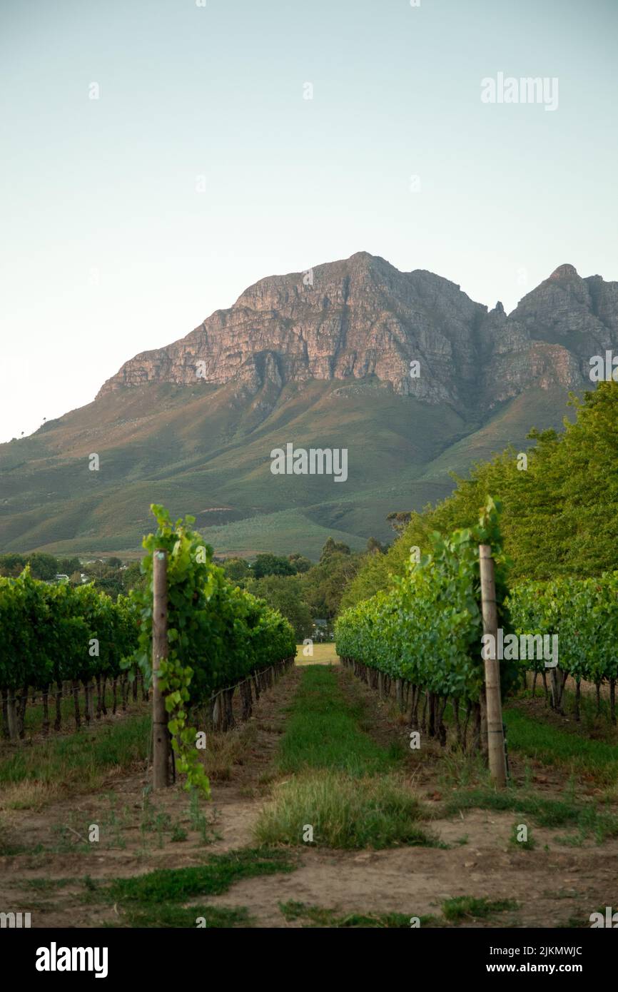 Une belle photo d'un chemin de parc entre les arbres de ferme viticole dans la ville de Stellenbosch en Afrique du Sud contre les montagnes et le ciel bleu Banque D'Images