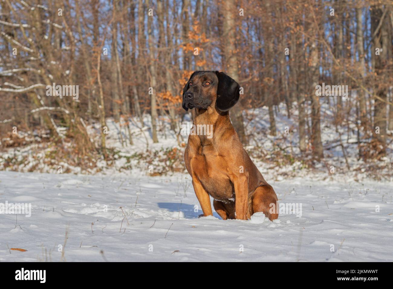Magnifique chien de montagne bavarois posé dans la forêt enneigée par une belle journée d'hiver Banque D'Images