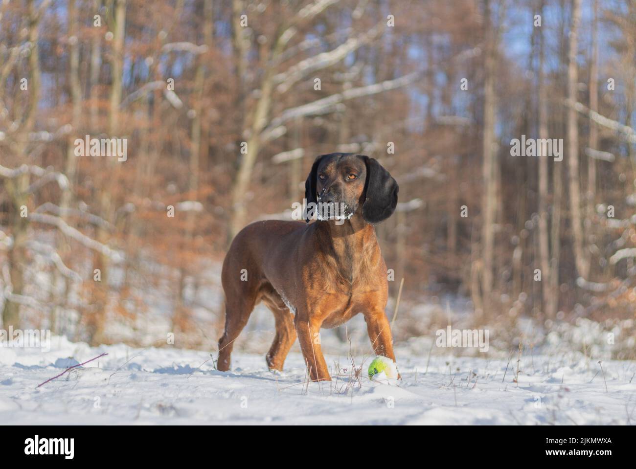 Distrait Bavarian Mountain Hound, regardant de côté en jouant avec une balle dans la neige lors d'une journée d'hiver ensoleillée Banque D'Images