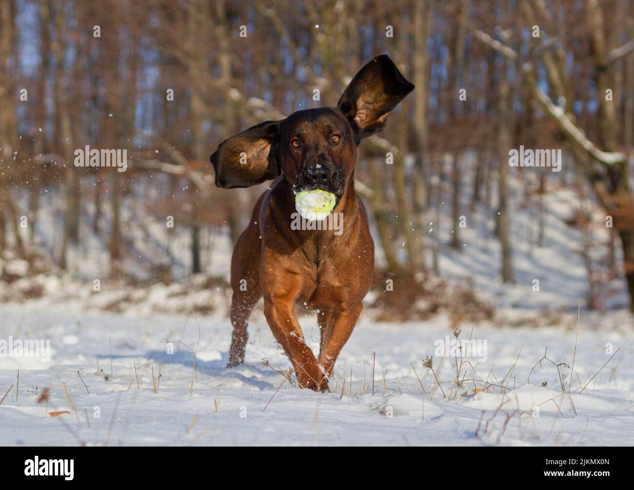 Bavarois Mountain Hound jouant avec une balle dans la neige lors d'une journée d'hiver ensoleillée. Ses oreilles fliclent fortement dans l'air. Banque D'Images