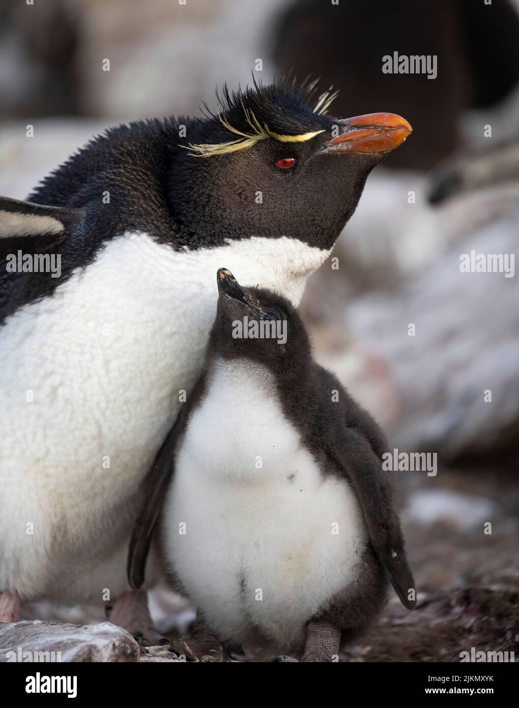 Le pingouin du sud (Eudyptes chrysocome) est un pingouin à crête fougueux. Image prise dans les îles Falkland Banque D'Images