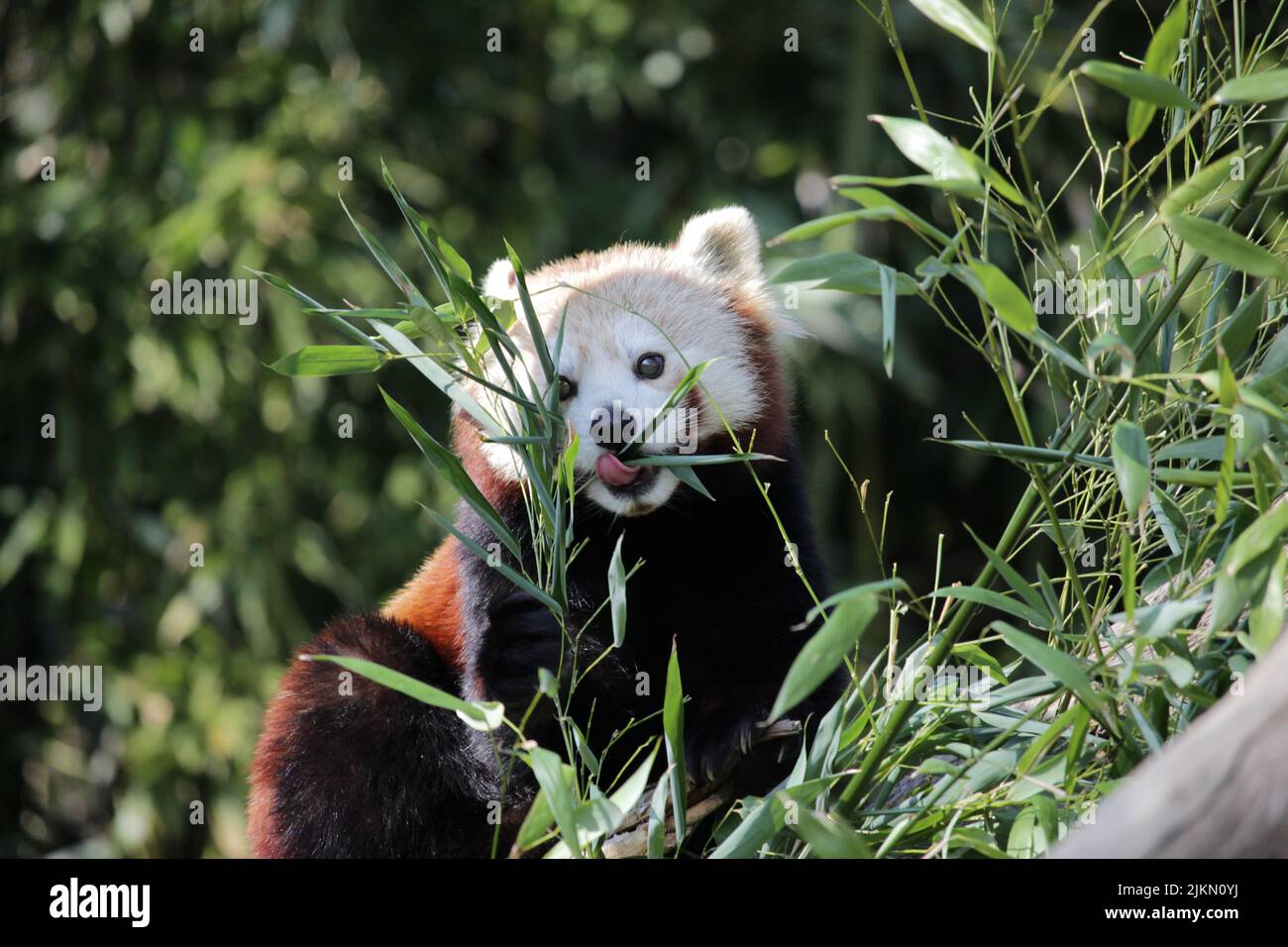 Un gros plan d'un mignon panda rouge (Ailurus fulgens) mangeant de l'herbe Banque D'Images