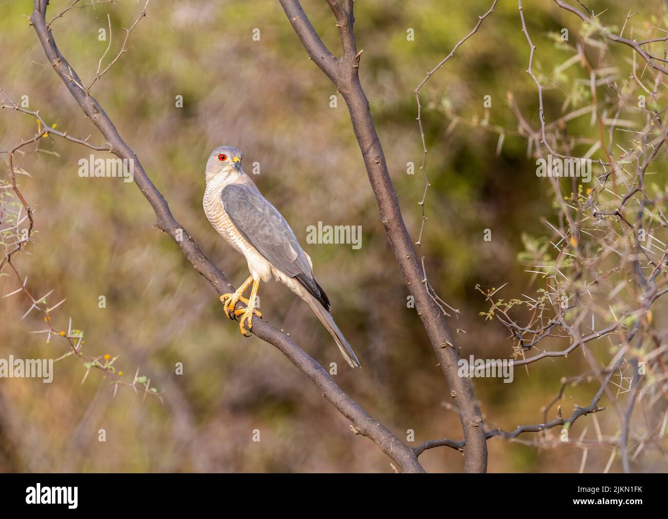 Un Shikra reposant sur un arbre en forêt Banque D'Images