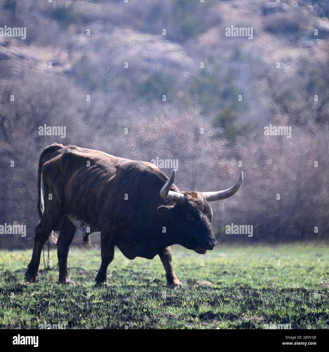 Le taureau longhorn du Texas dans les montagnes de Wichita, Oklahoma Banque D'Images