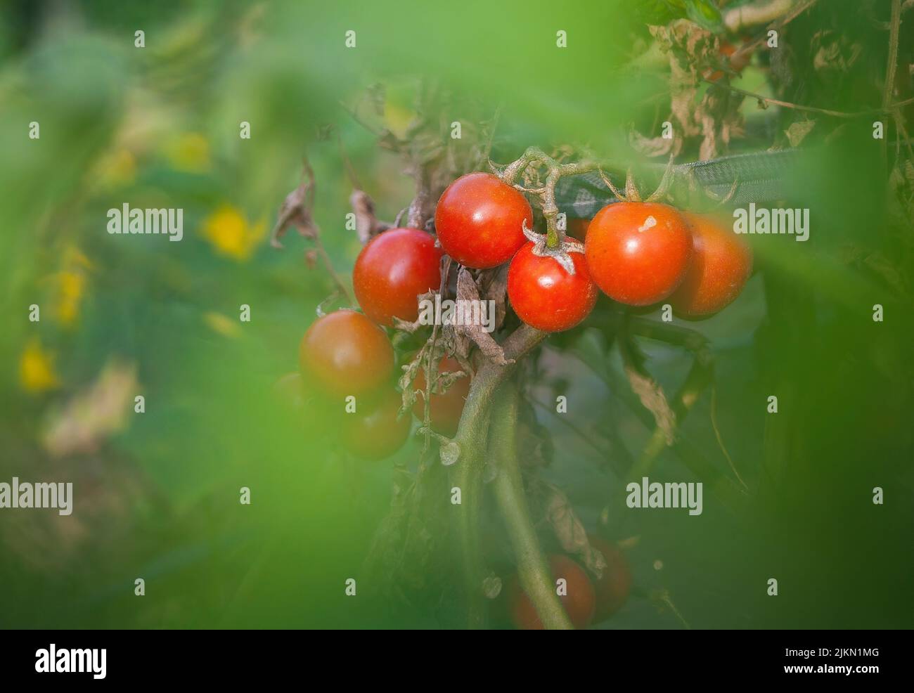 Un accent sélectif sur les petites tomates à travers les feuilles vertes Banque D'Images