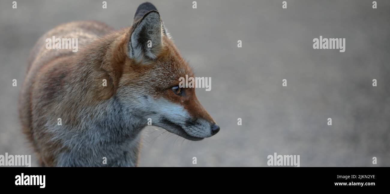 Gros plan d'un renard roux situé au milieu du champ Banque D'Images