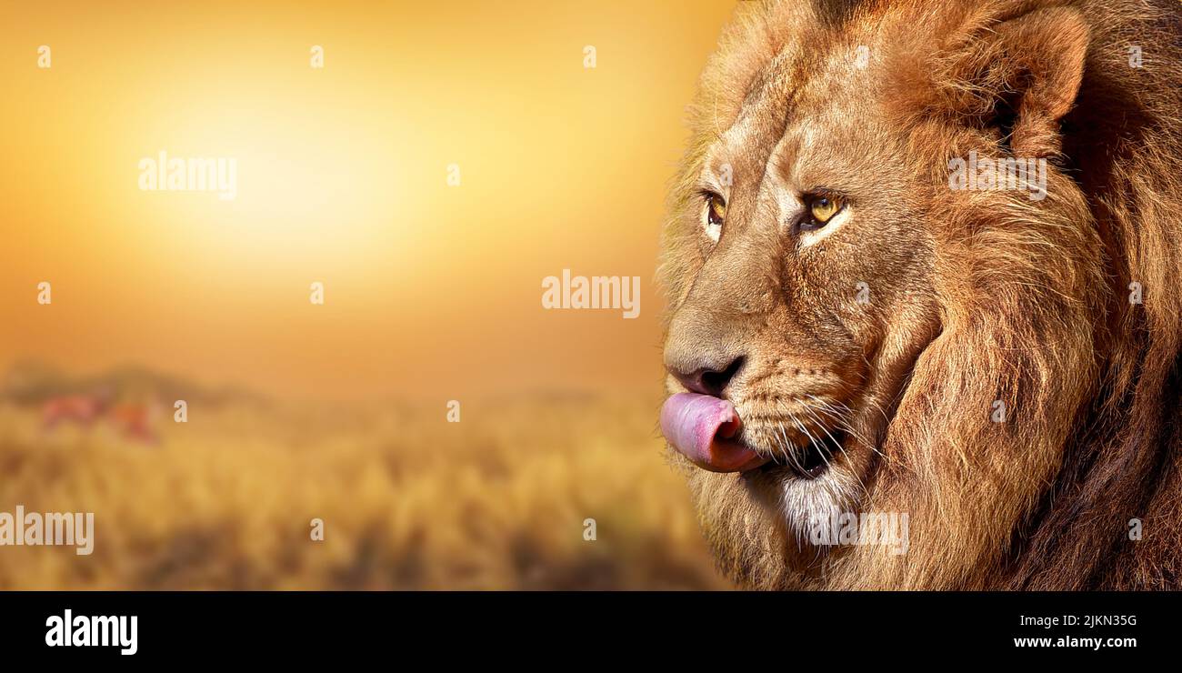Un gros plan d'un magnifique lion en admirant le coucher de soleil d'été doré avec sa langue dehors Banque D'Images