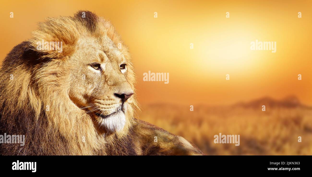 Un gros plan d'un magnifique lion féroce assis dans un safari en profitant d'un coucher de soleil d'été Banque D'Images