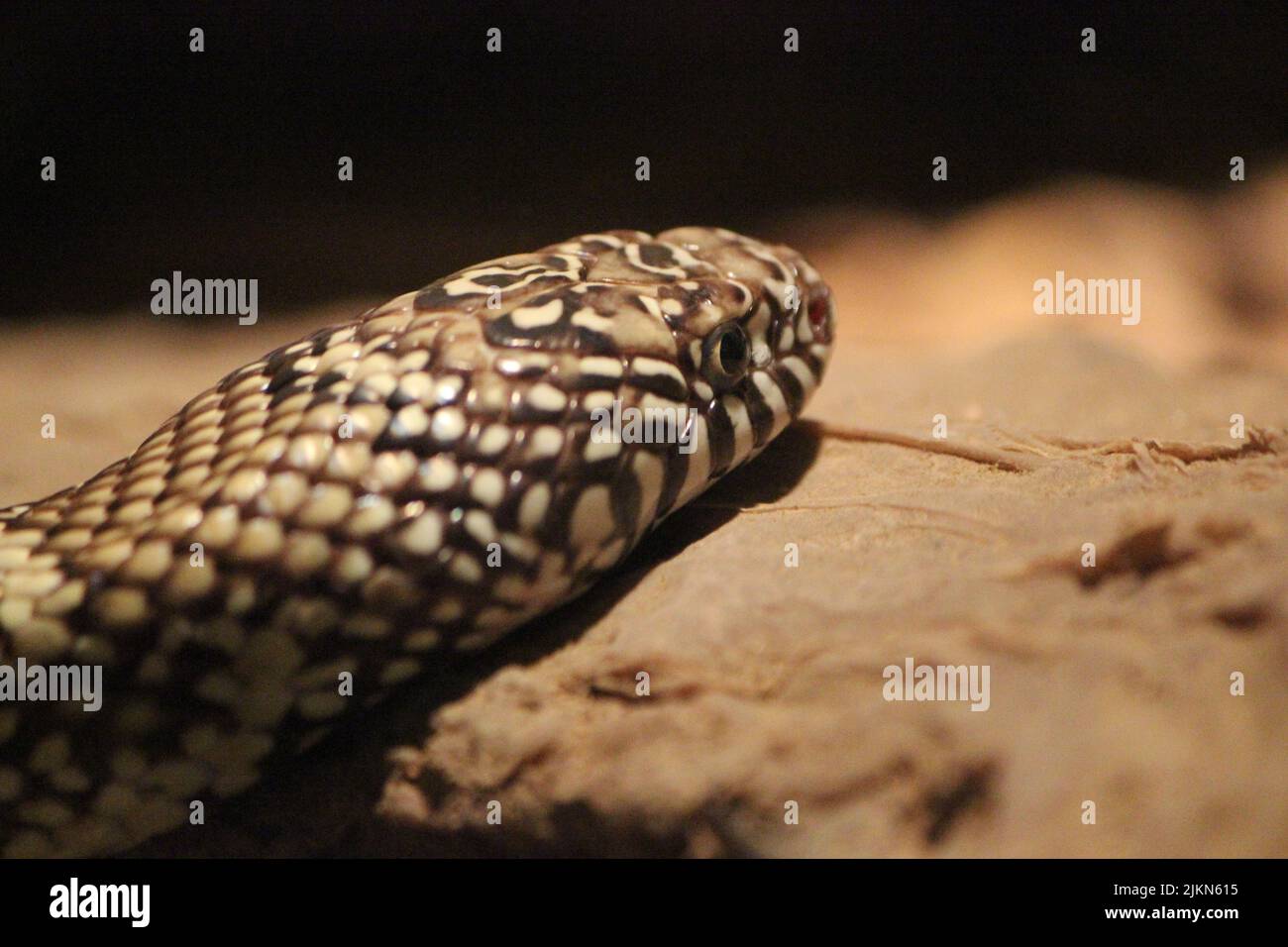 A closeup shot of the head of a kingsnake Banque D'Images