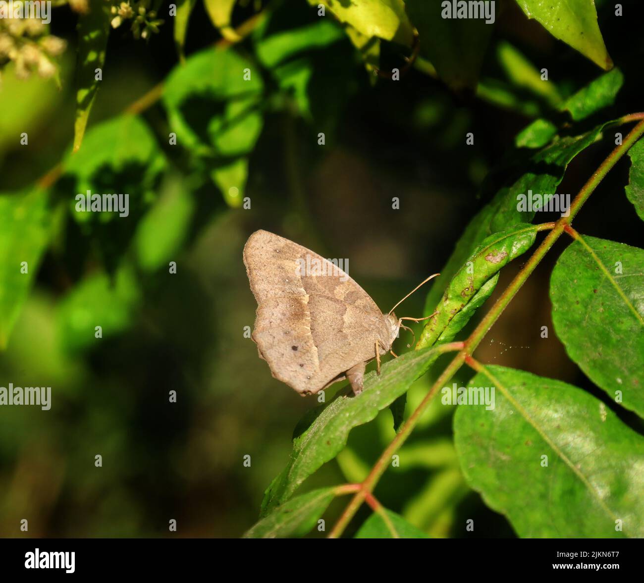 Un gros plan de la marque sombre Bushbron (Mycalesis mineus) sur une branche d'arbre Banque D'Images