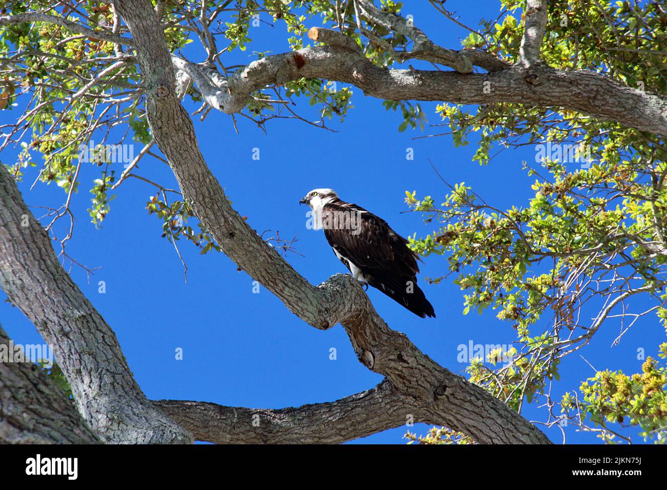 Photo sous angle d'un faucon pèlerin perché dans un arbre par temps ensoleillé Banque D'Images