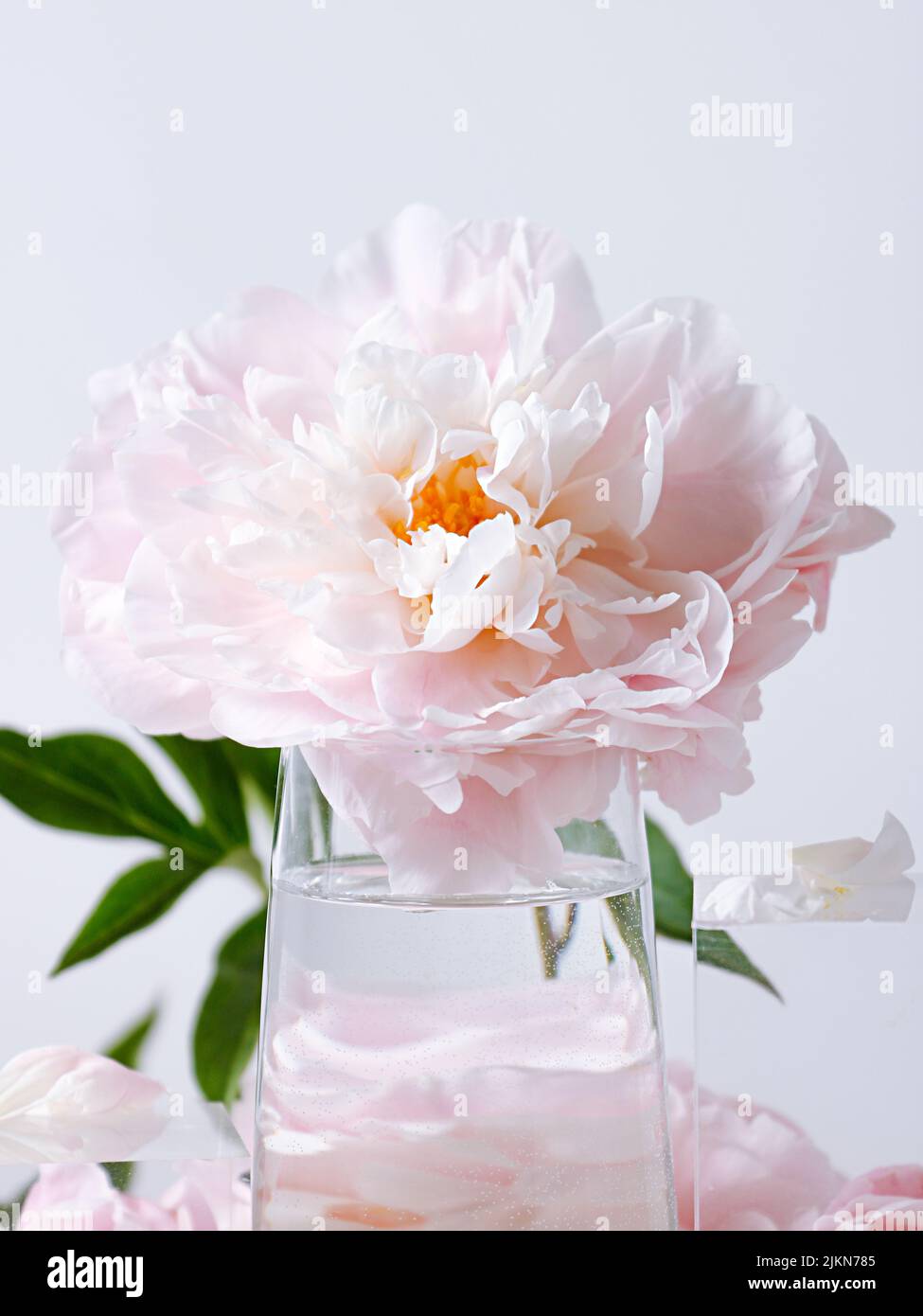 Un cliché vertical de belles fleurs de pivoine rose dans un vase en verre sur fond blanc Banque D'Images