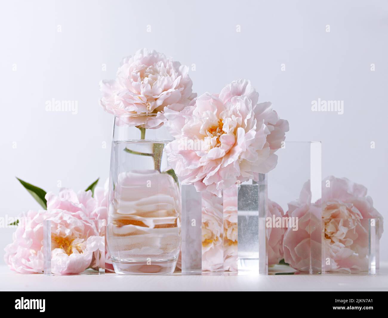 Un gros plan de belles fleurs de pivoine rose dans un vase en verre sur fond blanc Banque D'Images
