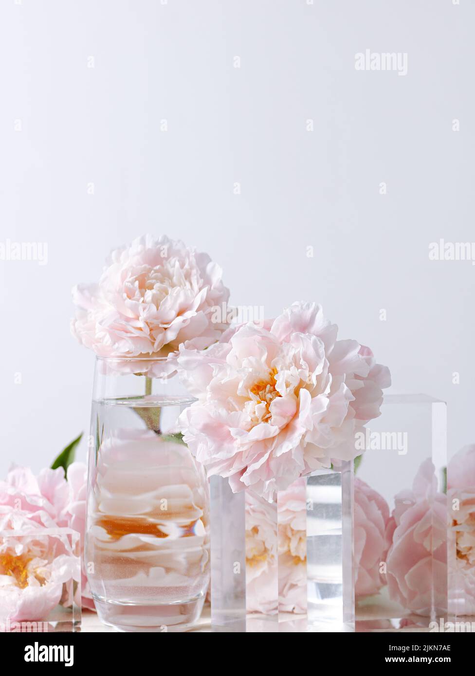 Un cliché vertical de belles fleurs de pivoine rose dans un vase en verre sur fond blanc Banque D'Images