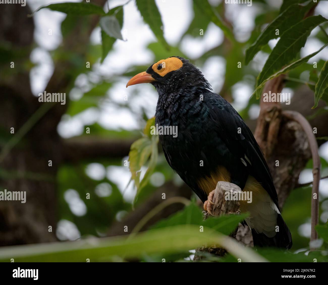 Oiseau de Myna à face jaune, Mino dumonti, perché sur une branche avec un fond naturel Banque D'Images