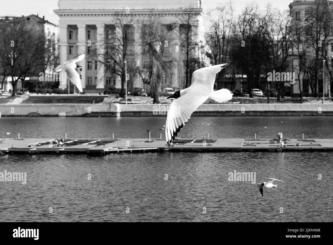 Un gros plan de mouettes survolant la rivière de Minsk Banque D'Images