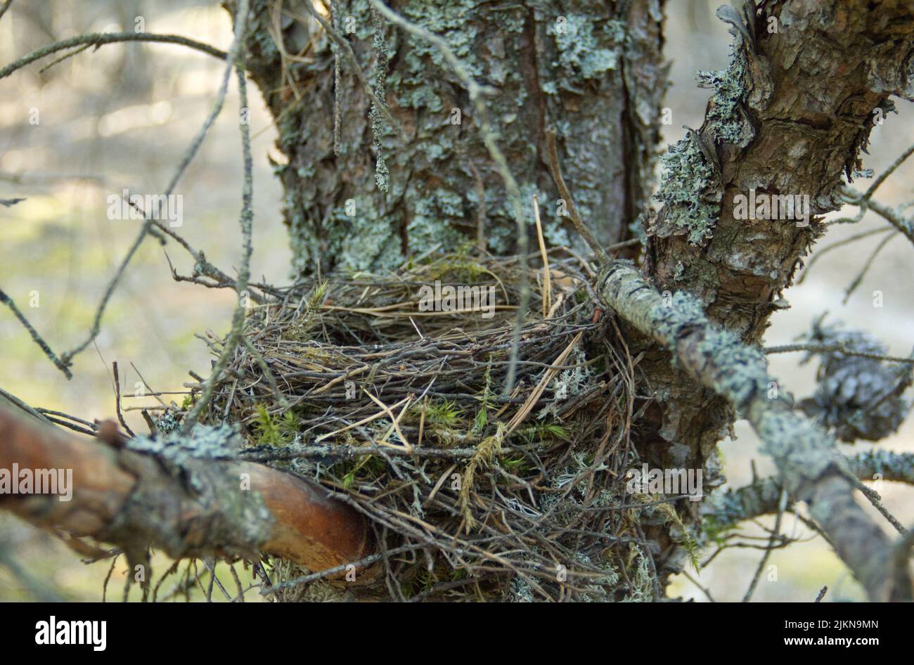 Gros plan d'oiseaux vides nichent dans le pin avec des lichens et de la mousse. Banque D'Images