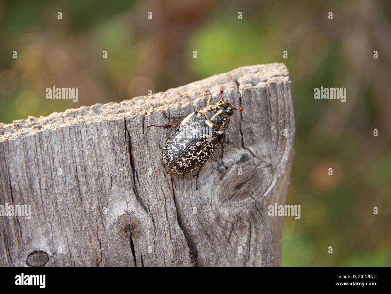 Polyphylla fullo, grand beau coléoptère rare. Gros plan. Banque D'Images