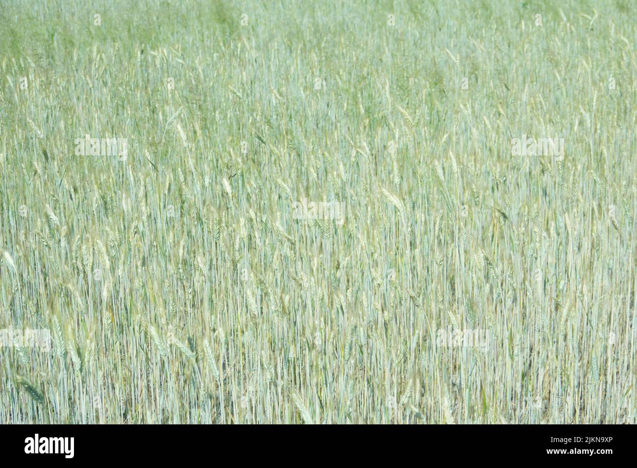 Oreilles triticale vertes, hybrides de blé et de seigle dans le champ ensoleillé d'été. Banque D'Images