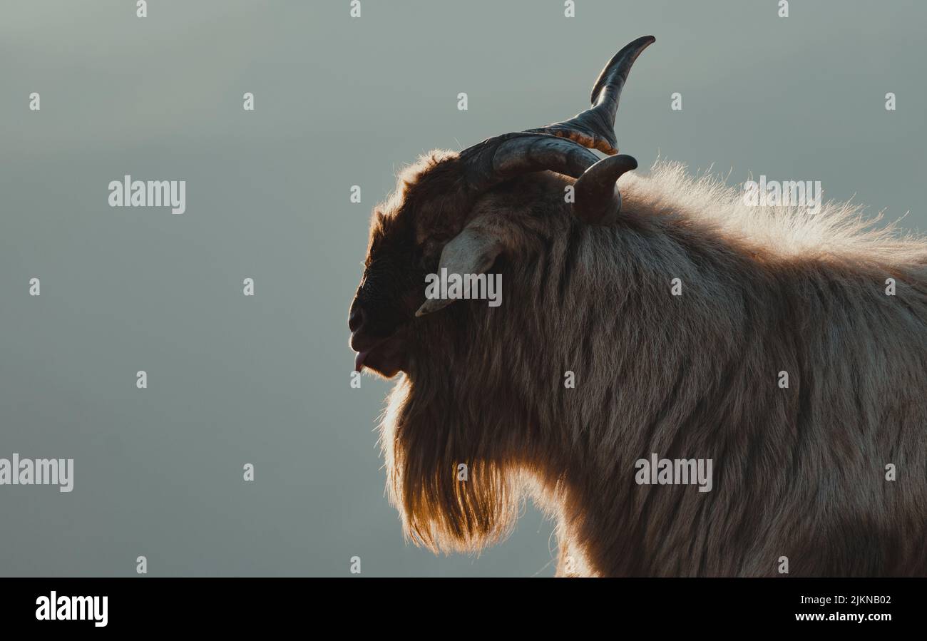 Une chèvre de montagne dans les Pyrénées espagnoles Banque D'Images
