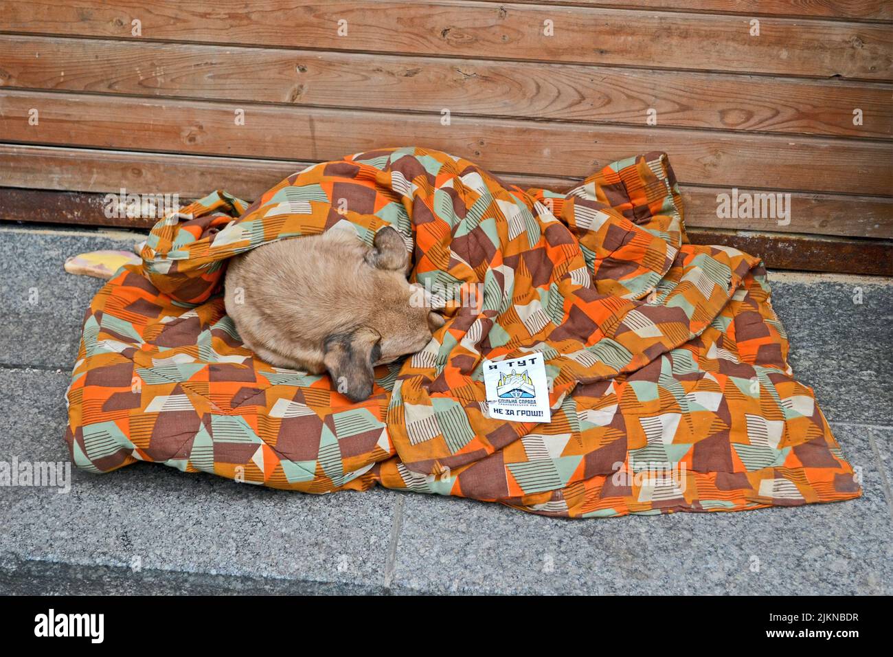 Le chien dort sous couvert lors de la rencontre Euro maidan à Kiev. Réunion consacrée au déclin de l'Ukraine pour l'intégration à l'Union européenne. Banque D'Images