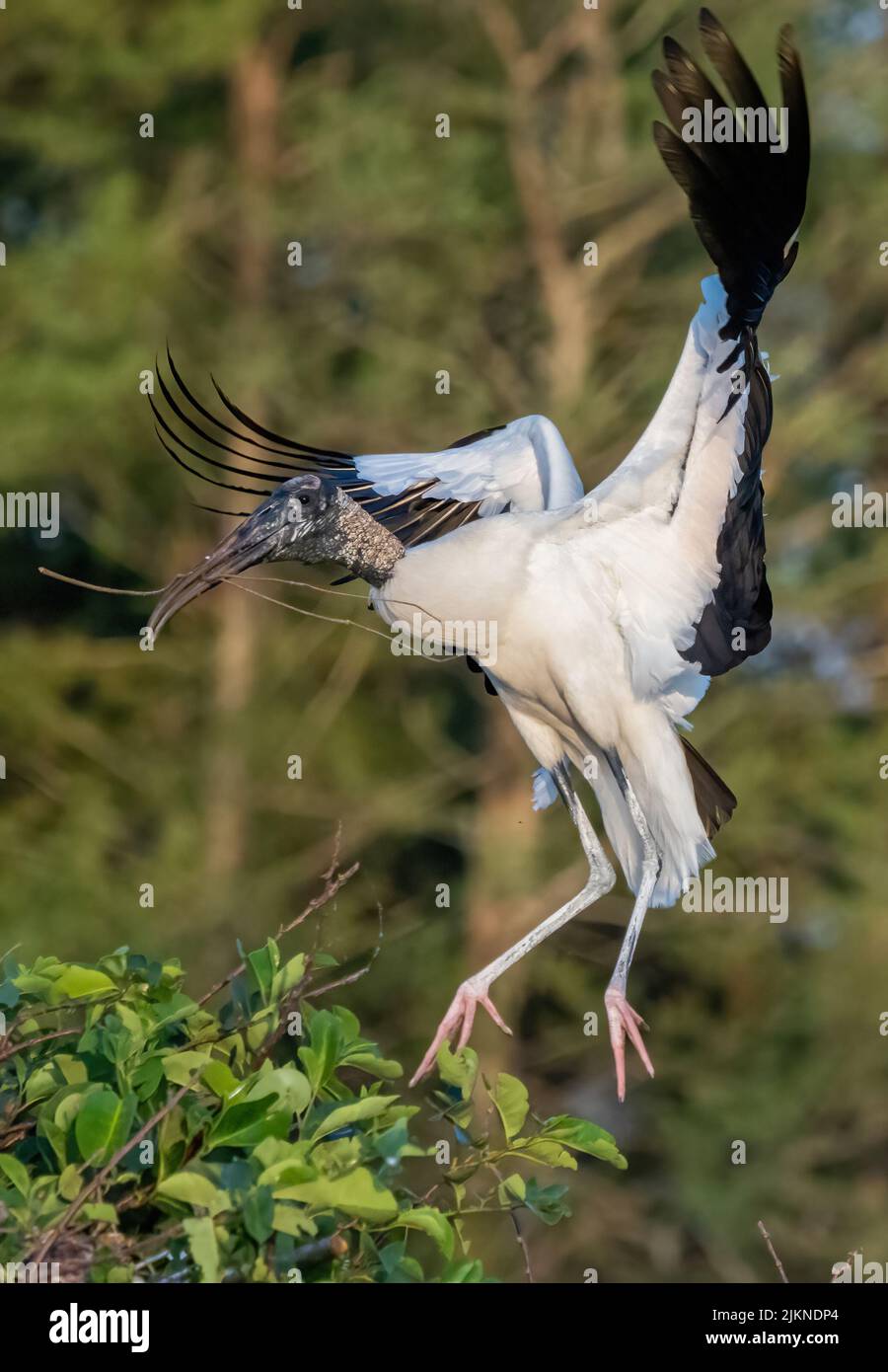 Photo sélective d'un oiseau de cigogne du bois de Floride en vol dans la forêt Banque D'Images