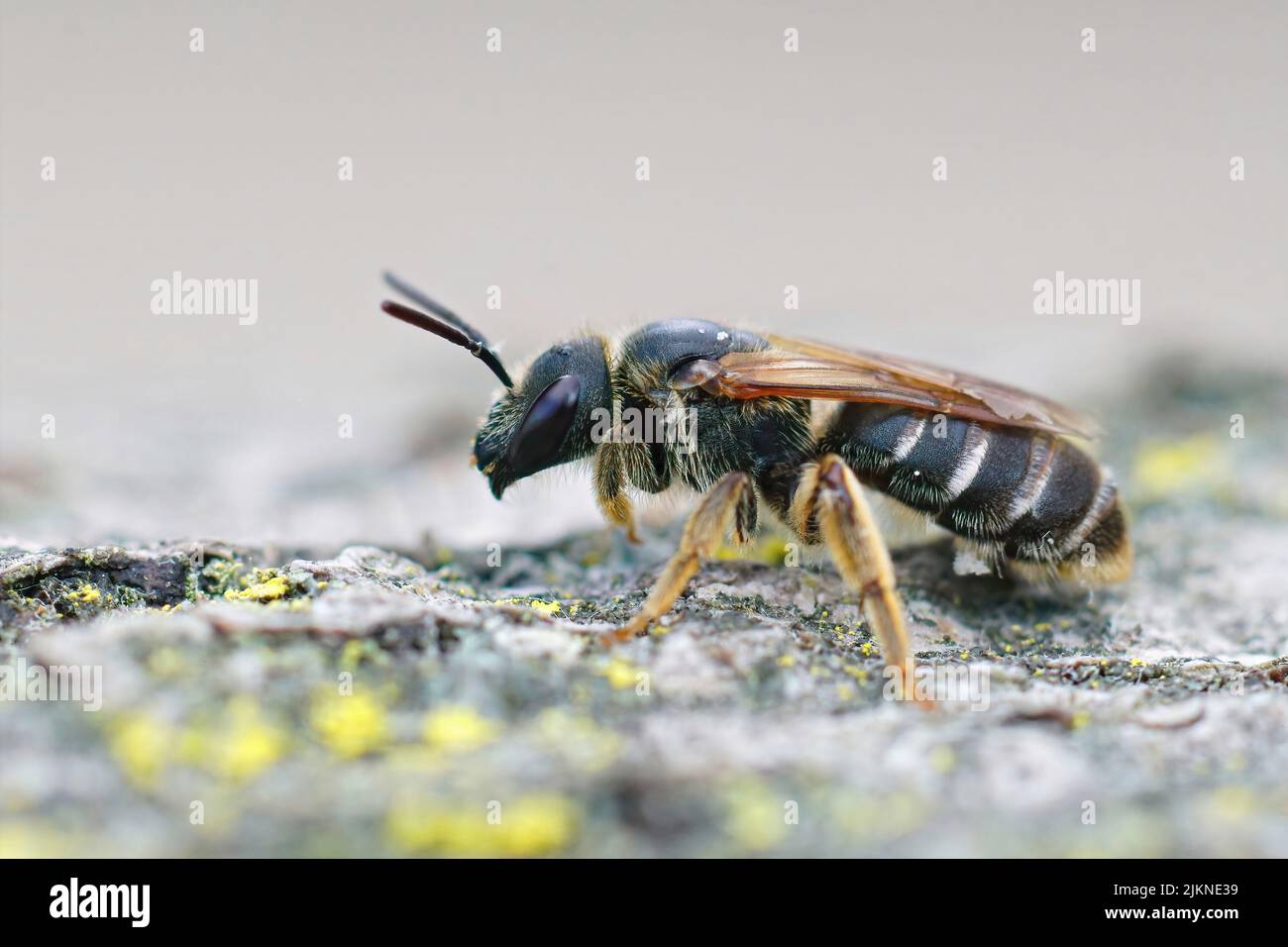 Gros plan latéral sur une abeille géante, Halictus quadricinctus, assise sur bois dans le sud de la France Banque D'Images