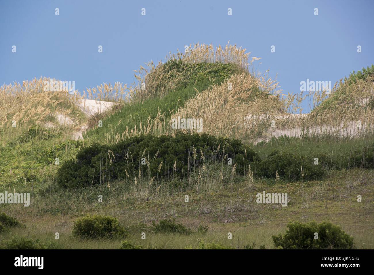 Une grande dune de sable de dunegrass est prête à protéger les rives extérieures de la Caroline du Nord contre la tempête résultant d'un ouragan. Banque D'Images