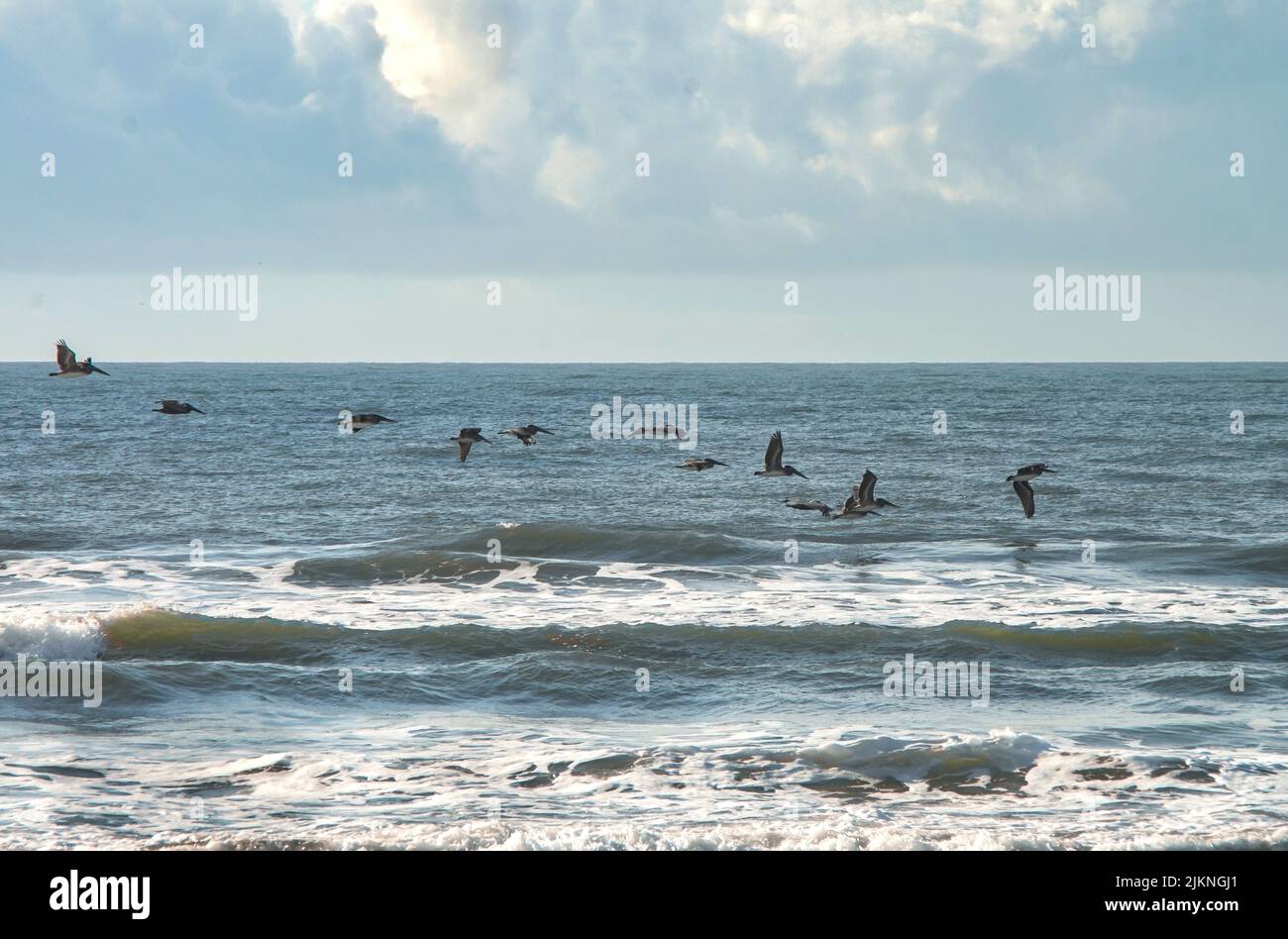 Un troupeau de Pelicians écumer les vagues pour un matin tôt repas.,de la rive de l'île d'Émeraude, Caroline du Nord. Banque D'Images