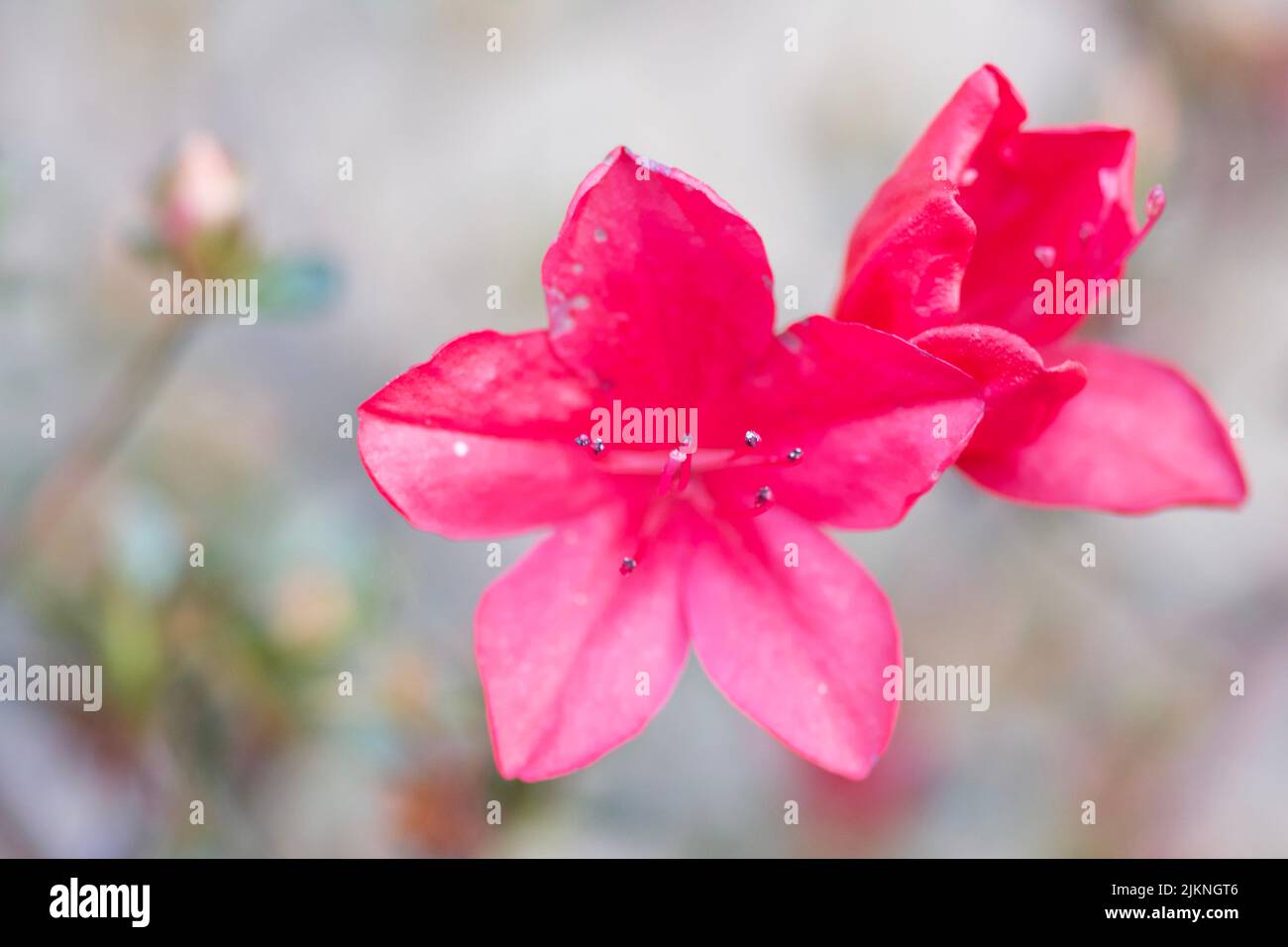 Gros plan d'une espèce de fleurs de Rhododendron avec des pétales rose vif sur un fond flou Banque D'Images