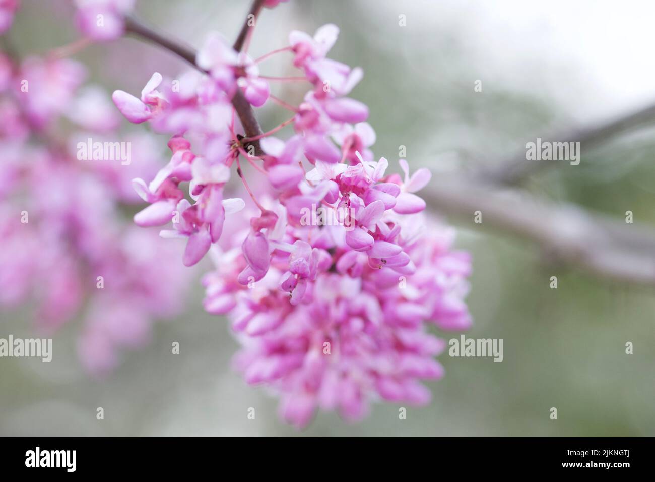 Une belle photo d'un arbre rouge de l'est de fleurs Banque D'Images