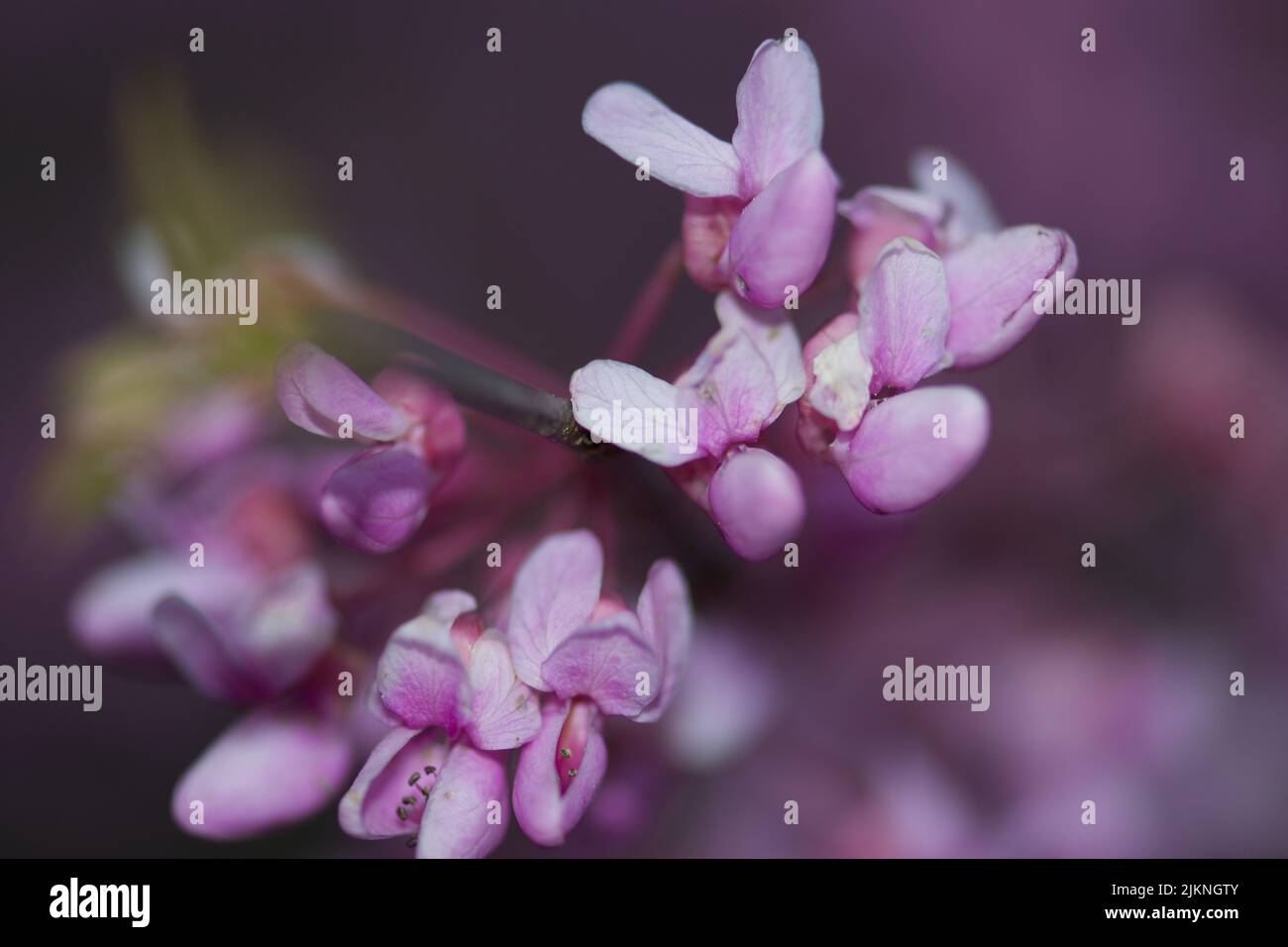 Une belle photo d'un arbre rouge de l'est de fleurs Banque D'Images