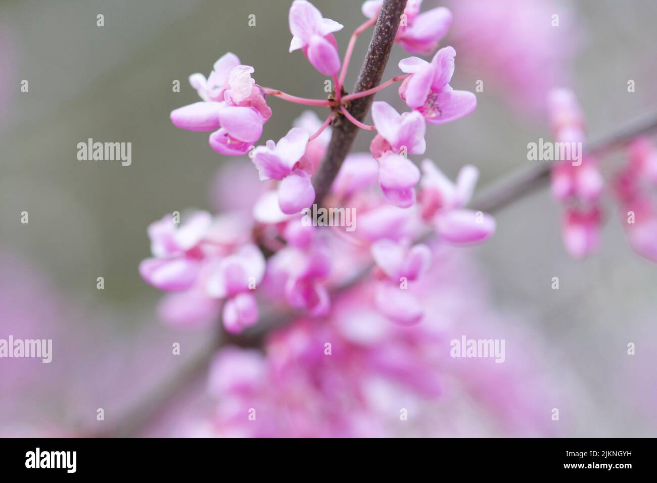 Une belle photo d'un arbre rouge de l'est de fleurs Banque D'Images