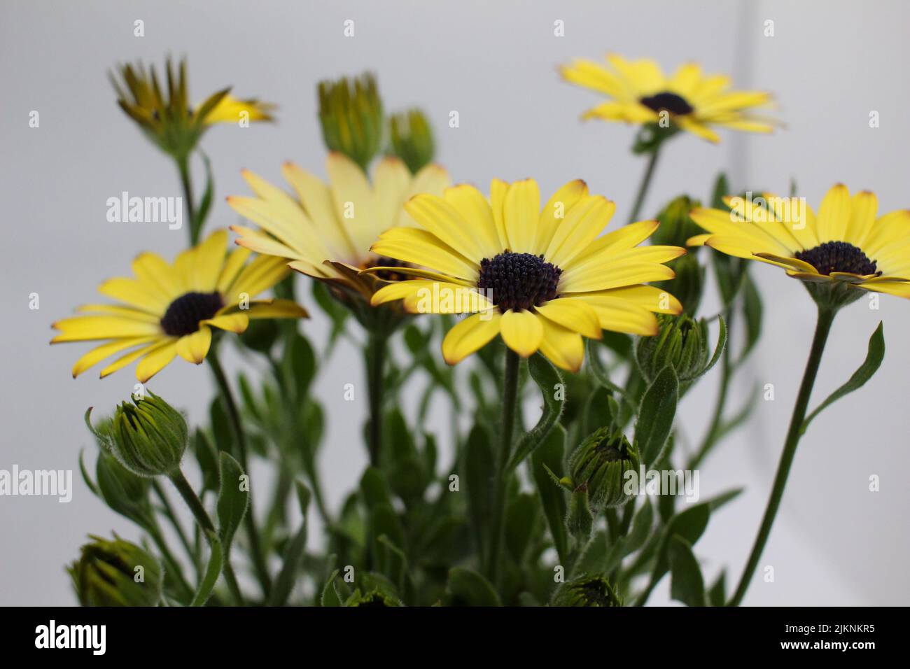 Une plante de la famille des tournesol en Afrique et en AustraliaDemoru est également appelée Daisy africaine ou Dimorphotheca Banque D'Images