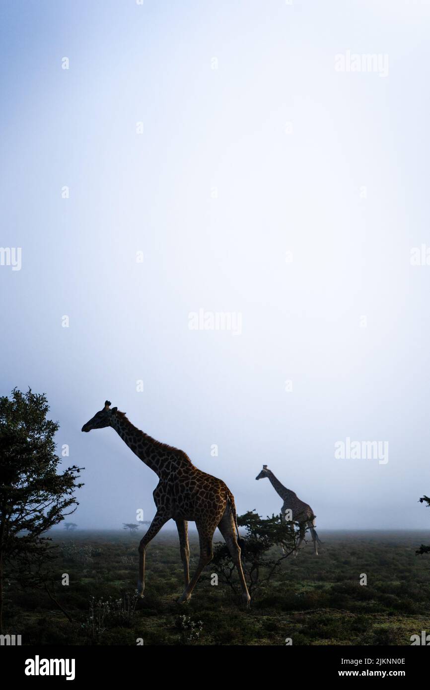Un cliché vertical de girafes dans le mont Longonot, en Afrique Banque D'Images
