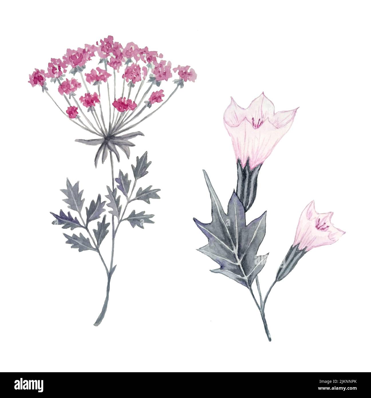 Aquarelle dessin floral à la main illustration de plantes d'herbes sauvages rose gris. Fleurs toxiques dans les bois de forêt, sorcière concept de sorcellerie, design naturel biologique Banque D'Images