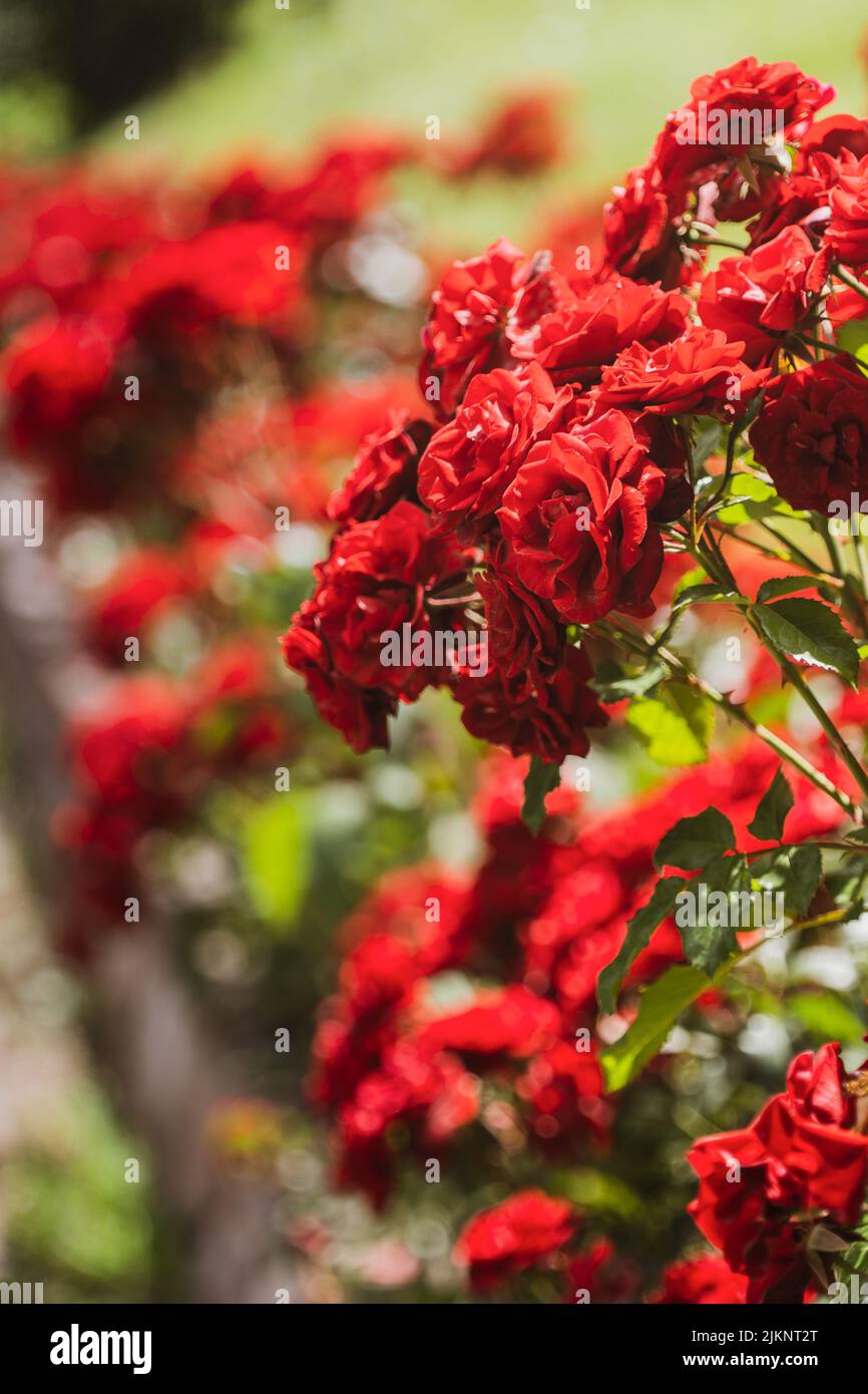 A selective focus shot of red roses blooming in the garden on a sunny day with blurred background Banque D'Images