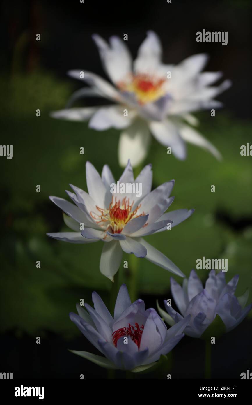 A vertical closeup of beautiful water lilies. Nymphaea nouchali. Banque D'Images