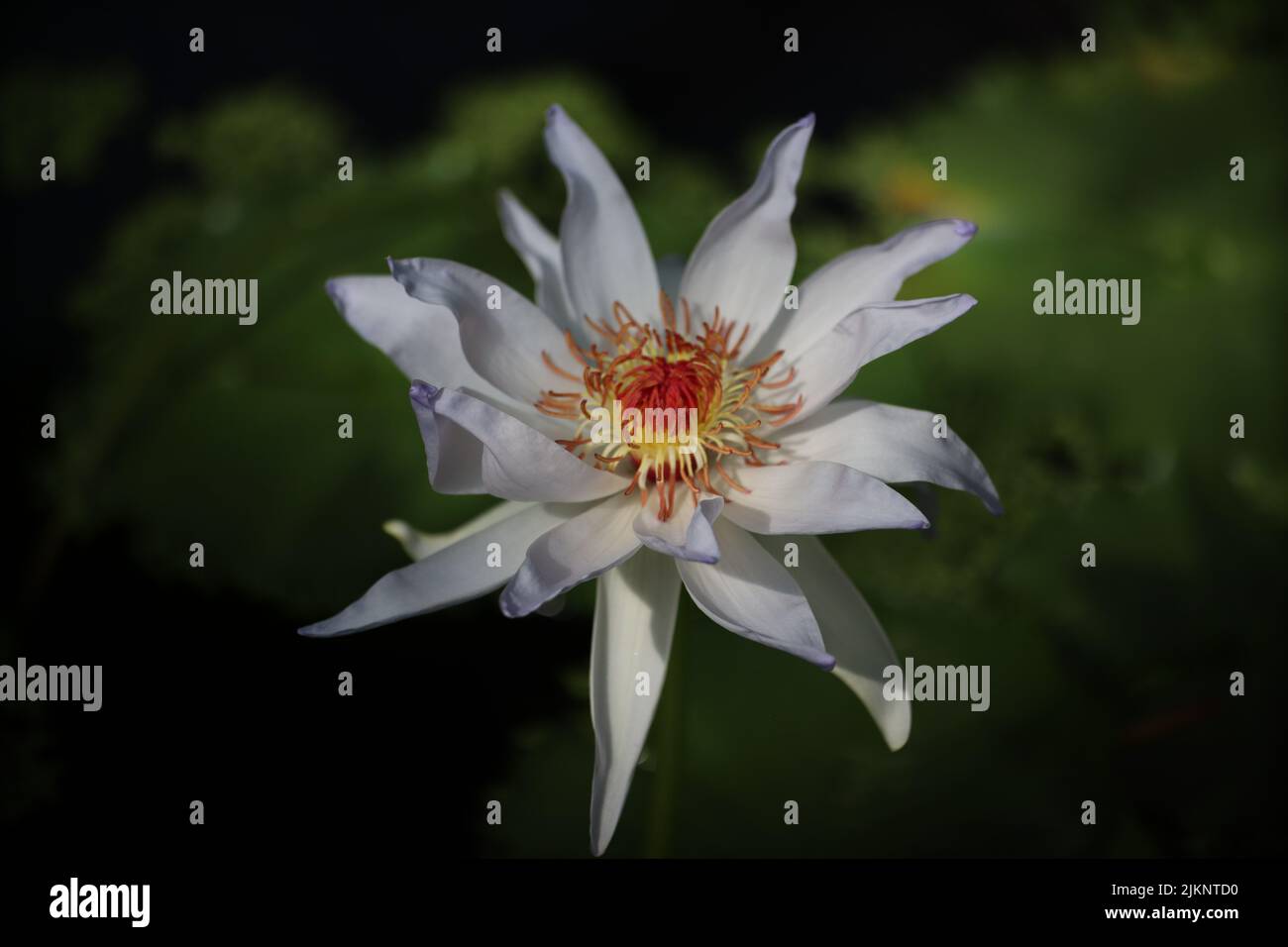Un gros plan d'un magnifique nénuphar. Nymphaea nouchali. Banque D'Images