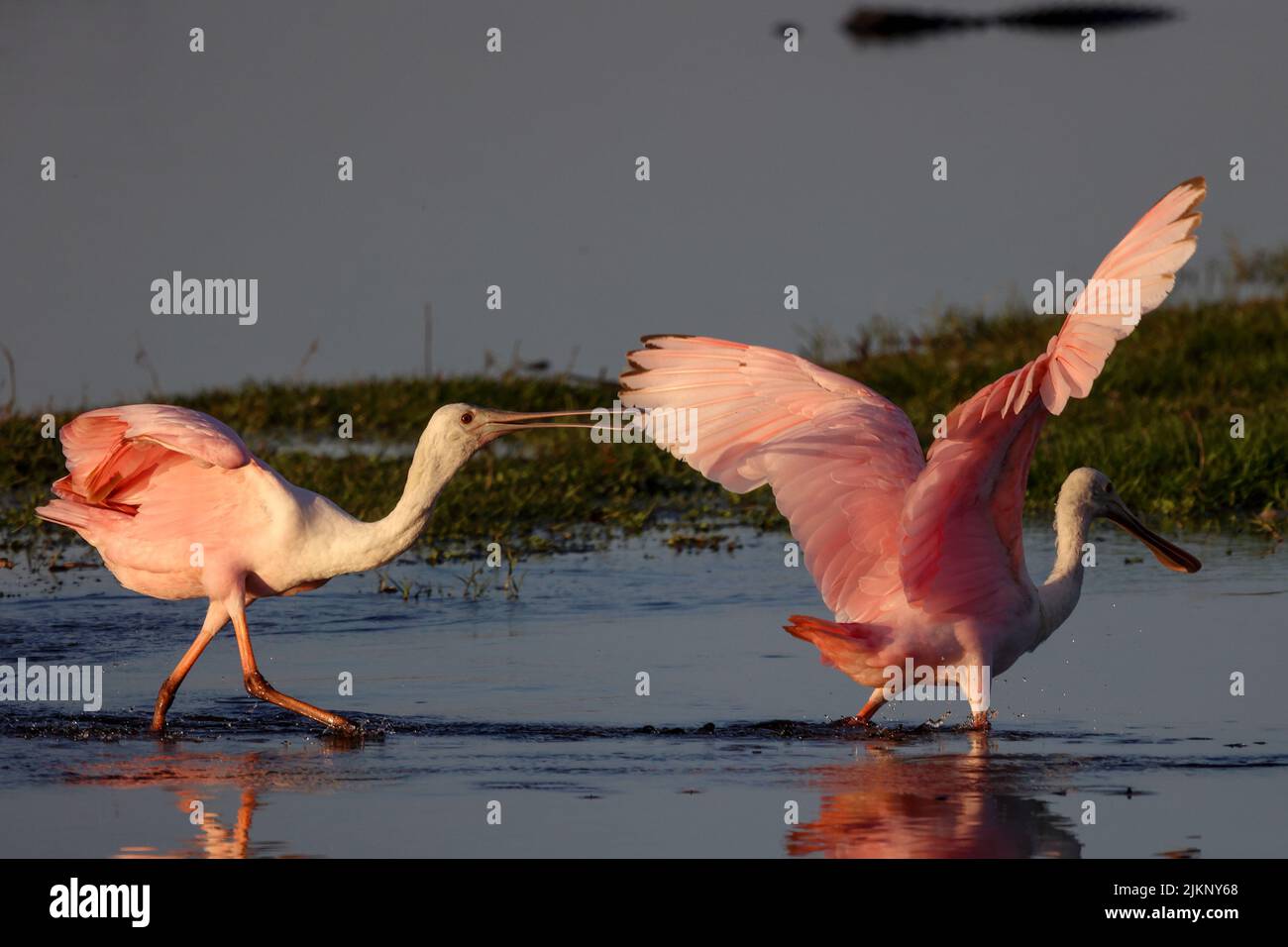 Une photo des spatules rosées qui se battent ou jouent dans la rivière, Myakka River State Park, Floride Banque D'Images
